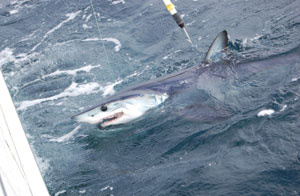 Shark Tagging